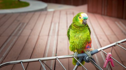 parrot  bird  plumage