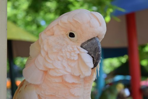parrot  pink  bird