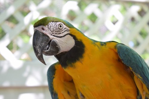 parrot  macaw  bird
