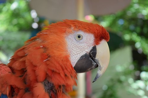 parrot  rust  orange