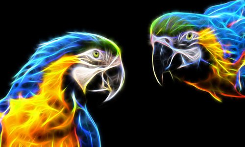 parrot  macaw  colorful