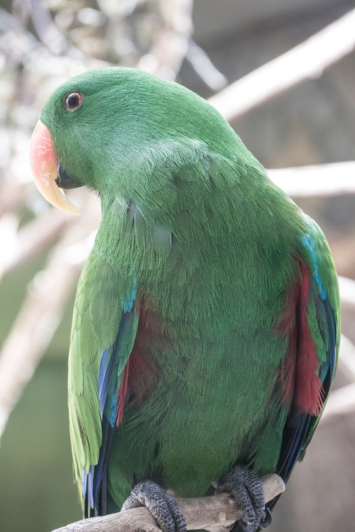 parrot  zoo  animals