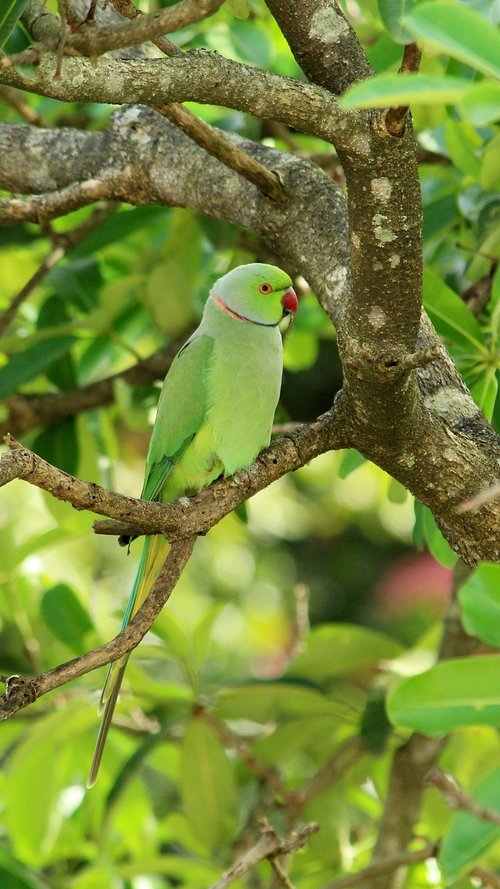 parrot  bird  avian