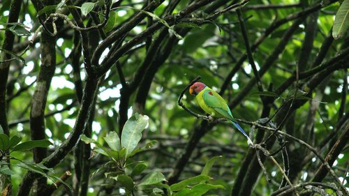 parrot  parakeet  bird