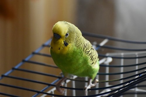 parrot  birds  bird