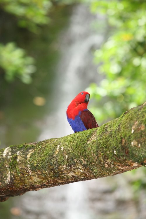 parrot  waterfall  eclectus
