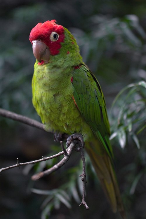 parrot  closeup  nature