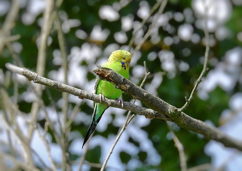 parrot  forest  bird