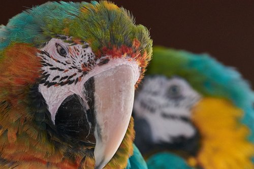 parrot  ara  bird
