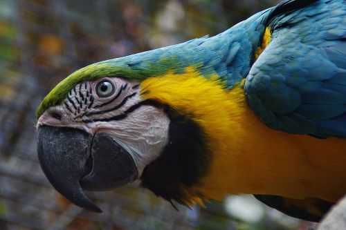 parrot bird plumage