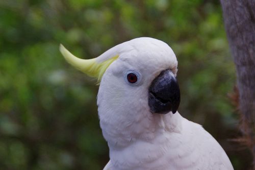 parrot cockatoo bird
