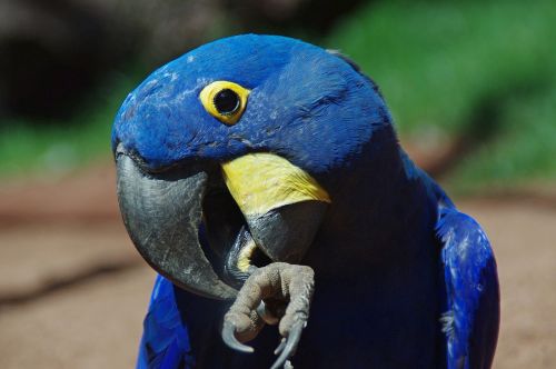 parrot blauara ara