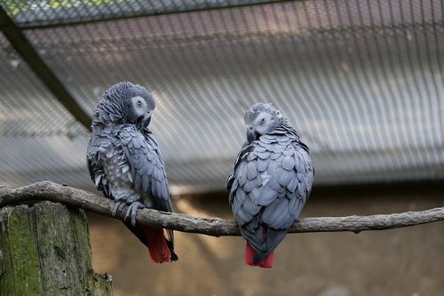 parrot  couple  birds