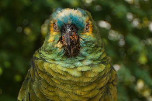 parrot  ara  colorful