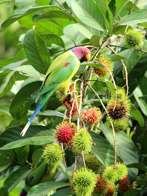 parrot  parakeet  bird