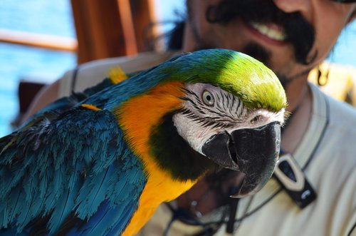 parrot  colors  color