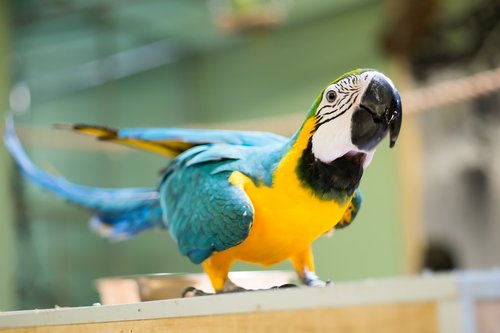 parrot  bird  nature