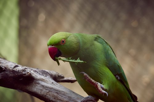 parrot  bird  nature