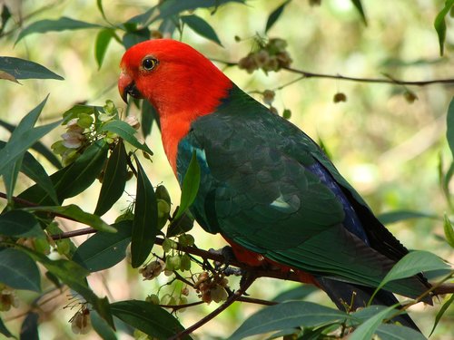 parrot  bird  king-parrot