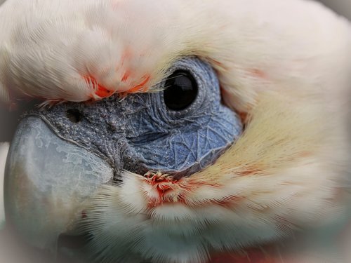 parrot  bird  eye