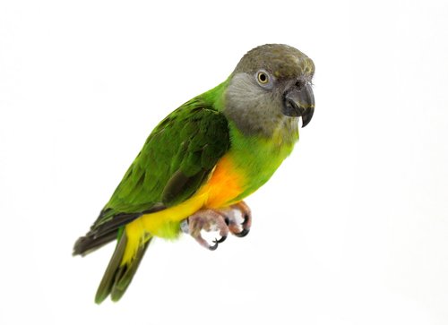 parrot  senegal parrot  bird