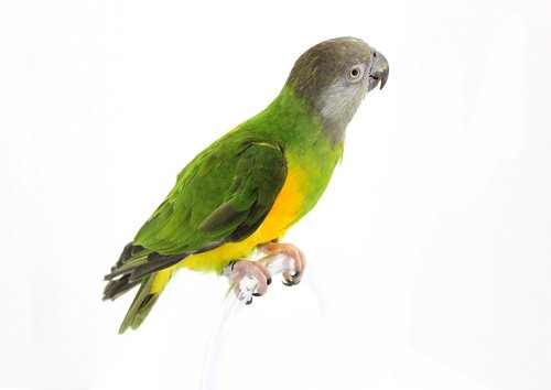 parrot  senegal parrot  bird