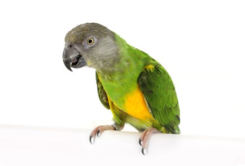 parrot  senegal parrot  bird