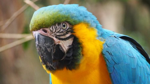 parrot  ara  plumage