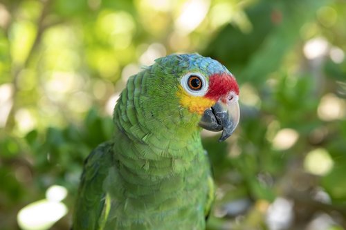 parrot  head shot  close up