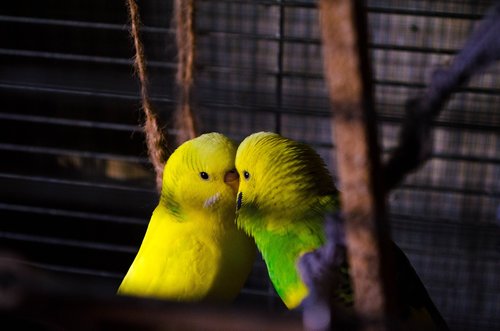 parrot  birds  exotic