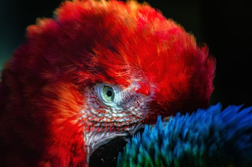 parrot  red  eye