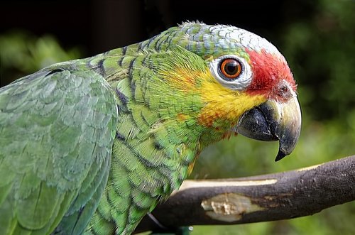 parrot  bird  exotic