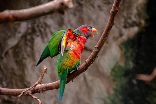 parrot  bird  animal world
