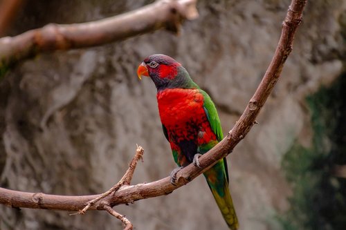 parrot  bird  animal world