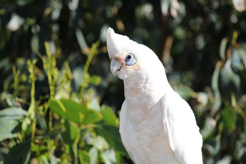 parrot  white cockatoo  bird