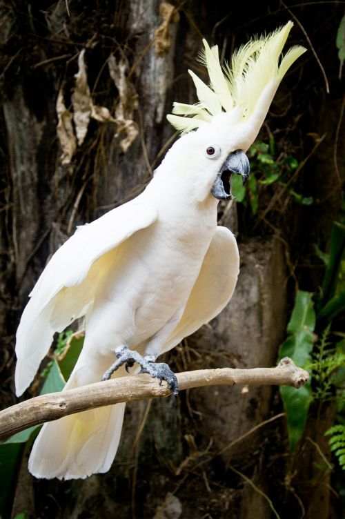 parrot white twitter