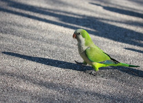 parrot  green  birds