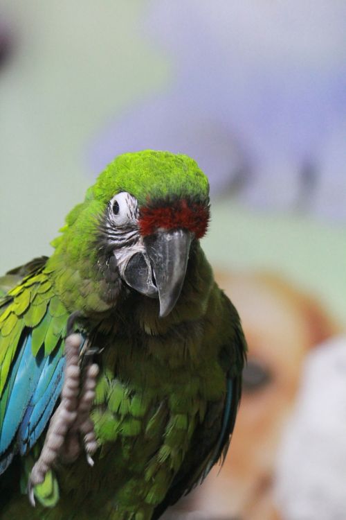 parrot green bird