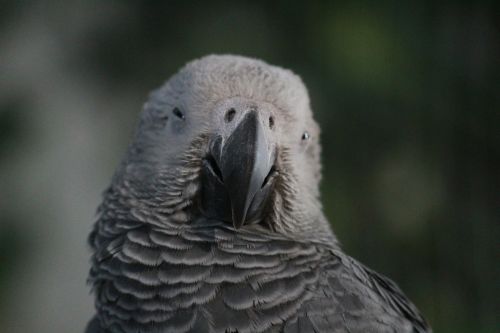 parrot gray bird