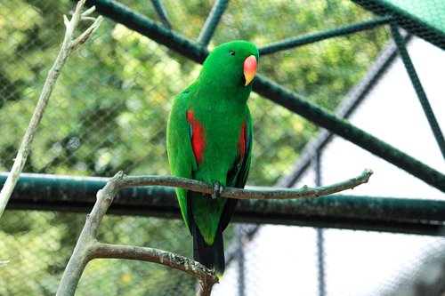 parrot  bird  animals