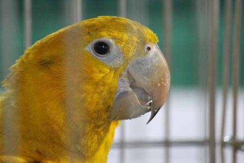 parrot yellow bird