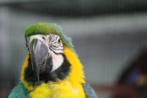 parrot yellow macaw