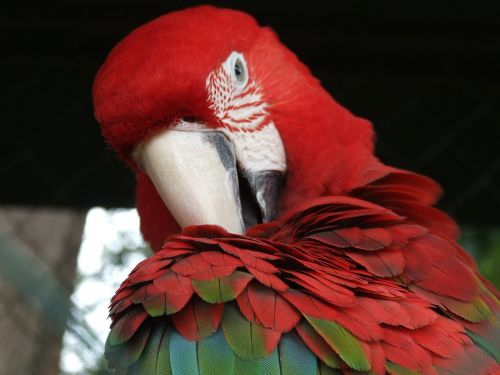 parrot bird plumage