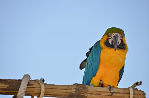 parrot  animal  exotic