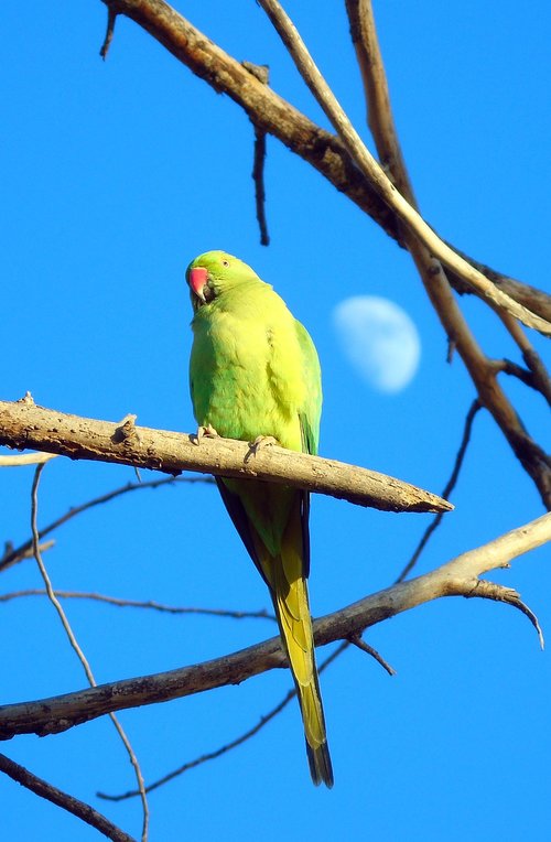 parrot  animal  bird