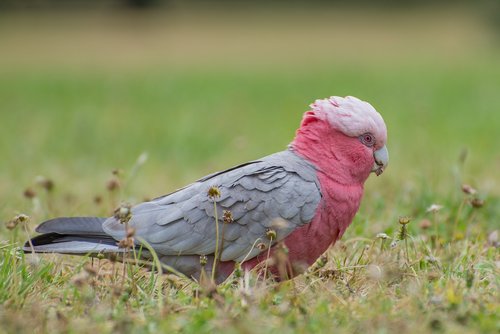 parrot  pink  wild
