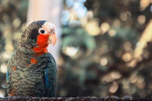parrot  color  colorful