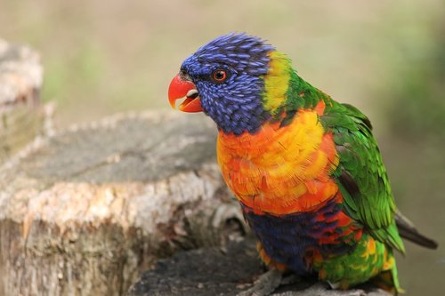 parrot  close up  lorikeet