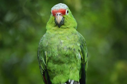 parrot  lora  green