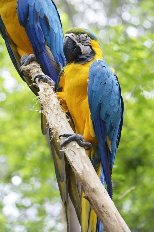 parrot  macaw  blue